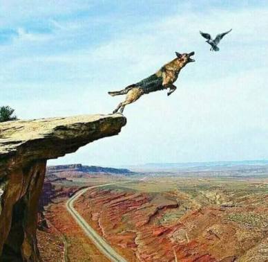 14671221_911862662251507_3500834260586734222_n